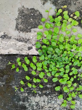 Adiantum capillus-veneris, genellikle güney bakireleri için eğreltiotu olarak adlandırılır.,