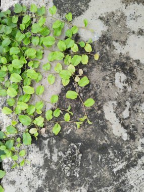 Adiantum capillus-veneris, genellikle güney bakireleri için eğreltiotu olarak adlandırılır.,