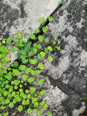 Adiantum capillus-veneris, genellikle güney bakireleri için eğreltiotu olarak adlandırılır.,