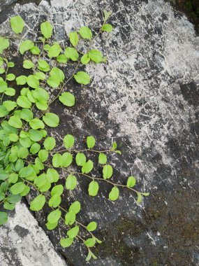 Adiantum capillus-veneris, genellikle güney bakireleri için eğreltiotu olarak adlandırılır.,