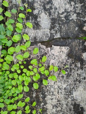 Adiantum capillus-veneris, genellikle güney bakireleri için eğreltiotu olarak adlandırılır.,