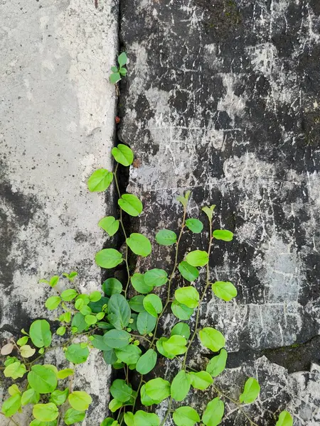 Adiantum capillus-veneris, genellikle güney bakireleri için eğreltiotu olarak adlandırılır.,