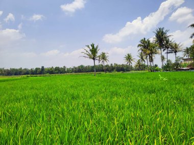 Magelang Regency 'de verimli ve verimli pirinç tarlaları.