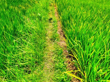 Magelang Regency 'de verimli ve verimli pirinç tarlaları.