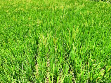 Magelang Regency 'de verimli ve verimli pirinç tarlaları.