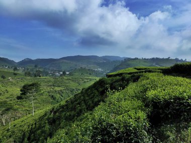 Siyah çay tarlasının panoramik güzelliği, Kaligua Paguyangan turistik cazibesi, Brebes Regency, CENTRAL JAVA INDONESIA