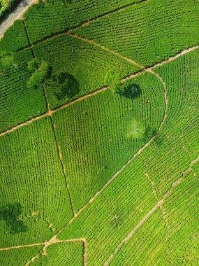Siyah çay tarlasının panoramik güzelliği, Kaligua Paguyangan turistik cazibesi, Brebes Regency, CENTRAL JAVA INDONESIA
