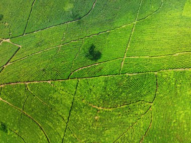 Siyah çay tarlasının panoramik güzelliği, Kaligua Paguyangan turistik cazibesi, Brebes Regency, CENTRAL JAVA INDONESIA