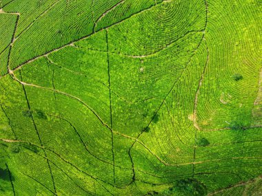 Siyah çay tarlasının panoramik güzelliği, Kaligua Paguyangan turistik cazibesi, Brebes Regency, CENTRAL JAVA INDONESIA