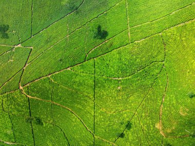 Siyah çay tarlasının panoramik güzelliği, Kaligua Paguyangan turistik cazibesi, Brebes Regency, CENTRAL JAVA INDONESIA