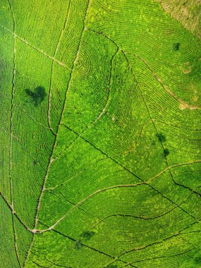 Siyah çay tarlasının panoramik güzelliği, Kaligua Paguyangan turistik cazibesi, Brebes Regency, CENTRAL JAVA INDONESIA