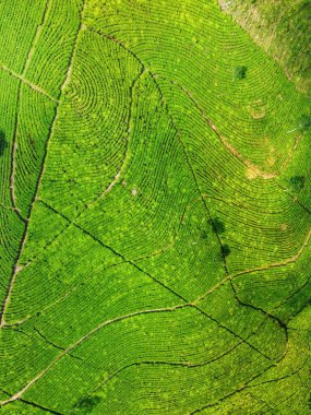 Siyah çay tarlasının panoramik güzelliği, Kaligua Paguyangan turistik cazibesi, Brebes Regency, CENTRAL JAVA INDONESIA