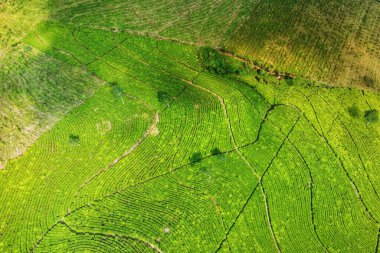 Siyah çay tarlasının panoramik güzelliği, Kaligua Paguyangan turistik cazibesi, Brebes Regency, CENTRAL JAVA INDONESIA