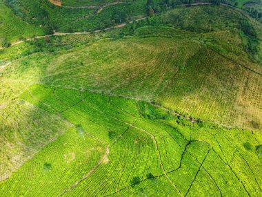 Siyah çay tarlasının panoramik güzelliği, Kaligua Paguyangan turistik cazibesi, Brebes Regency, CENTRAL JAVA INDONESIA