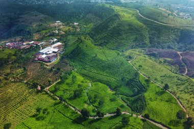 The panoramic beauty of the black tea plantation area, Kaligua Paguyangan tourist attraction, Brebes Regency, CENTRAL JAVA INDONESIA clipart