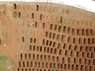 Livistona chinensis, Çin fanı palmiyesi veya fıskiye palmiyesi, Doğu Asya 'da yetişen bir astropikal palmiye türüdür. Güney Japonya, Tayvan, Ryukyu Adaları, güneydoğu Çin ve Hainan 'da yaşar..