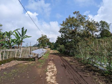 BİRLİK UNGUNGAN BANGUNGAN BUNGAN 'IN AĞAĞINDA VEGETable Planlama Alanı PANORAMA