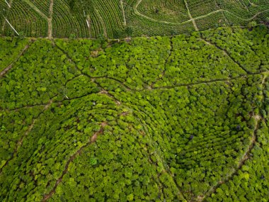 BİR ÇAĞI PANORAMA 'NIN GÖREVİ SINDORO, WONOSOBO, İNDONEZİYA, FERTİL VE FERTİLYA' DA ÇAĞLIKLARINDA