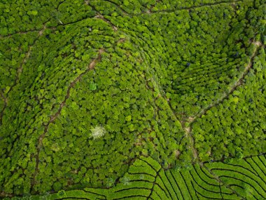 BİR ÇAĞI PANORAMA 'NIN GÖREVİ SINDORO, WONOSOBO, İNDONEZİYA, FERTİL VE FERTİLYA' DA ÇAĞLIKLARINDA