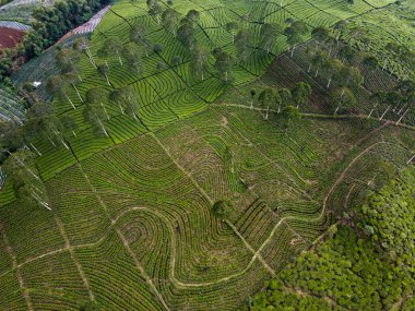 BİR ÇAĞI PANORAMA 'NIN GÖREVİ SINDORO, WONOSOBO, İNDONEZİYA, FERTİL VE FERTİLYA' DA ÇAĞLIKLARINDA