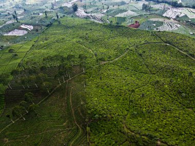 BİR ÇAĞI PANORAMA 'NIN GÖREVİ SINDORO, WONOSOBO, İNDONEZİYA, FERTİL VE FERTİLYA' DA ÇAĞLIKLARINDA