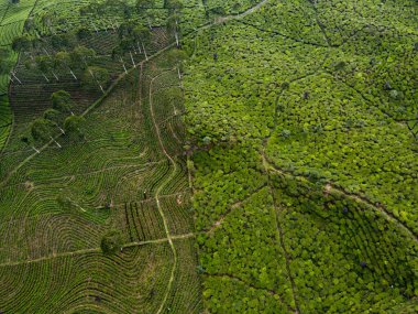 BİR ÇAĞI PANORAMA 'NIN GÖREVİ SINDORO, WONOSOBO, İNDONEZİYA, FERTİL VE FERTİLYA' DA ÇAĞLIKLARINDA
