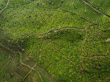 BİR ÇAĞI PANORAMA 'NIN GÖREVİ SINDORO, WONOSOBO, İNDONEZİYA, FERTİL VE FERTİLYA' DA ÇAĞLIKLARINDA