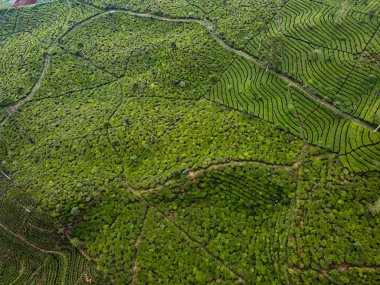 BİR ÇAĞI PANORAMA 'NIN GÖREVİ SINDORO, WONOSOBO, İNDONEZİYA, FERTİL VE FERTİLYA' DA ÇAĞLIKLARINDA