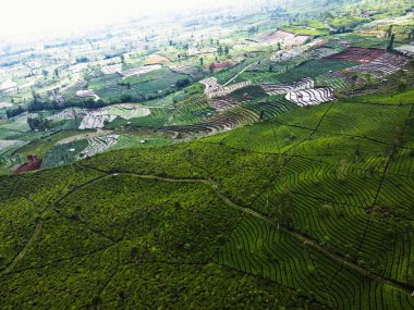 BİR ÇAĞI PANORAMA 'NIN GÖREVİ SINDORO, WONOSOBO, İNDONEZİYA, FERTİL VE FERTİLYA' DA ÇAĞLIKLARINDA