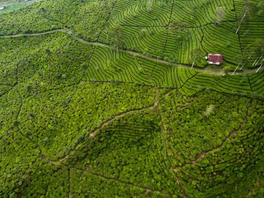BİR ÇAĞI PANORAMA 'NIN GÖREVİ SINDORO, WONOSOBO, İNDONEZİYA, FERTİL VE FERTİLYA' DA ÇAĞLIKLARINDA