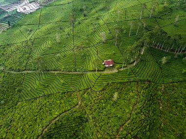 BİR ÇAĞI PANORAMA 'NIN GÖREVİ SINDORO, WONOSOBO, İNDONEZİYA, FERTİL VE FERTİLYA' DA ÇAĞLIKLARINDA