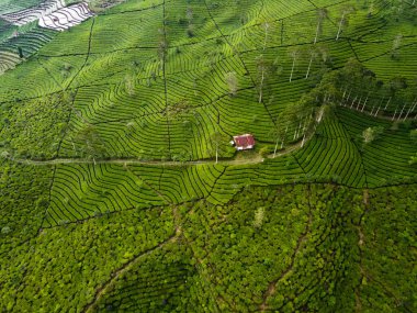 BİR ÇAĞI PANORAMA 'NIN GÖREVİ SINDORO, WONOSOBO, İNDONEZİYA, FERTİL VE FERTİLYA' DA ÇAĞLIKLARINDA