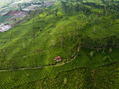 BİR ÇAĞI PANORAMA 'NIN GÖREVİ SINDORO, WONOSOBO, İNDONEZİYA, FERTİL VE FERTİLYA' DA ÇAĞLIKLARINDA