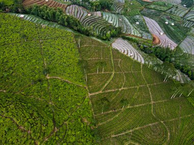 BİR ÇAĞI PANORAMA 'NIN GÖREVİ SINDORO, WONOSOBO, İNDONEZİYA, FERTİL VE FERTİLYA' DA ÇAĞLIKLARINDA