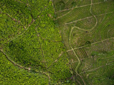 BİR ÇAĞI PANORAMA 'NIN GÖREVİ SINDORO, WONOSOBO, İNDONEZİYA, FERTİL VE FERTİLYA' DA ÇAĞLIKLARINDA