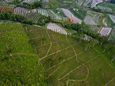 BİR ÇAĞI PANORAMA 'NIN GÖREVİ SINDORO, WONOSOBO, İNDONEZİYA, FERTİL VE FERTİLYA' DA ÇAĞLIKLARINDA