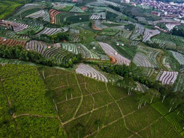 BİR ÇAĞI PANORAMA 'NIN GÖREVİ SINDORO, WONOSOBO, İNDONEZİYA, FERTİL VE FERTİLYA' DA ÇAĞLIKLARINDA