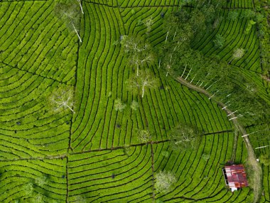 BİR ÇAĞI PANORAMA 'NIN GÖREVİ SINDORO, WONOSOBO, İNDONEZİYA, FERTİL VE FERTİLYA' DA ÇAĞLIKLARINDA