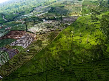 BİR ÇAĞI PANORAMA 'NIN GÖREVİ SINDORO, WONOSOBO, İNDONEZİYA, FERTİL VE FERTİLYA' DA ÇAĞLIKLARINDA