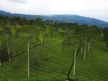 BİR ÇAĞI PANORAMA 'NIN GÖREVİ SINDORO, WONOSOBO, İNDONEZİYA, FERTİL VE FERTİLYA' DA ÇAĞLIKLARINDA