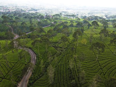 BİR ÇAĞI PANORAMA 'NIN GÖREVİ SINDORO, WONOSOBO, İNDONEZİYA, FERTİL VE FERTİLYA' DA ÇAĞLIKLARINDA