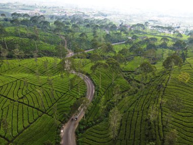 BİR ÇAĞI PANORAMA 'NIN GÖREVİ SINDORO, WONOSOBO, İNDONEZİYA, FERTİL VE FERTİLYA' DA ÇAĞLIKLARINDA