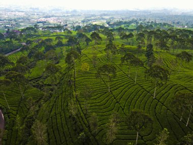 BİR ÇAĞI PANORAMA 'NIN GÖREVİ SINDORO, WONOSOBO, İNDONEZİYA, FERTİL VE FERTİLYA' DA ÇAĞLIKLARINDA