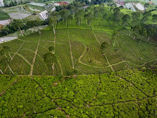 BİR ÇAĞI PANORAMA 'NIN GÖREVİ SINDORO, WONOSOBO, İNDONEZİYA, FERTİL VE FERTİLYA' DA ÇAĞLIKLARINDA