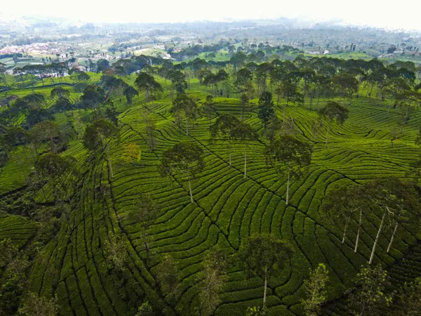 BİR ÇAĞI PANORAMA 'NIN GÖREVİ SINDORO, WONOSOBO, İNDONEZİYA, FERTİL VE FERTİLYA' DA ÇAĞLIKLARINDA