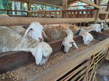 Sağlıklı, şişman ve yoğun kürk üreme kafesinde bulunan keçiler Kurban Bayramı için uygundur.