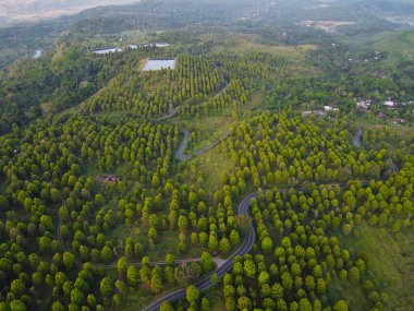 Patean Boja, Kendal Regency, Endonezya 'daki karanfil çiftliği alanının güzelliği