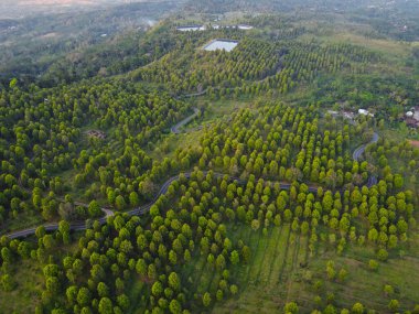Patean Boja, Kendal Regency, Endonezya 'daki karanfil çiftliği alanının güzelliği