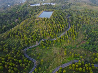 Patean Boja, Kendal Regency, Endonezya 'daki karanfil çiftliği alanının güzelliği