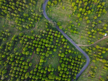 Patean Boja, Kendal Regency, Endonezya 'daki karanfil çiftliği alanının güzelliği